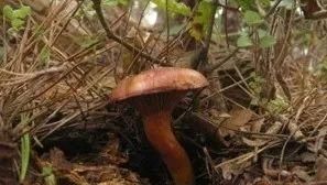  蘑菇|美味蘑菇：血红铆钉菇