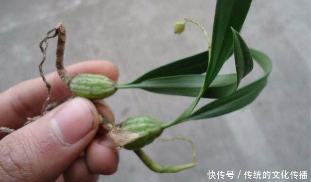 肠胃|肠胃不适可以吃它,还能清热化痰,用来烹饪味道更佳!