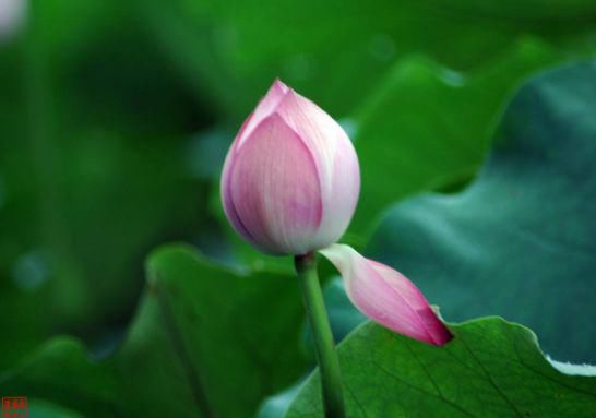 心理|心理测试：三朵荷花，哪一朵最有灵气？测你跟哪一种贵人最有缘