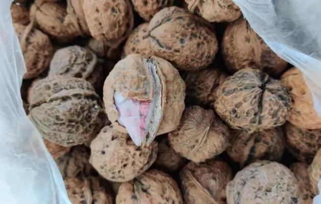 缅甸|缅甸毒贩藏毒无所不用其极，藏在石头、口罩、棺材、神像、鸡肚里