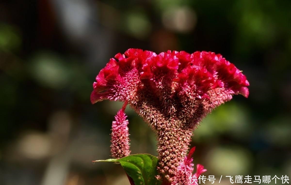 想长|养花的时候加点它们,让花蹭蹭长,想长不好都难!