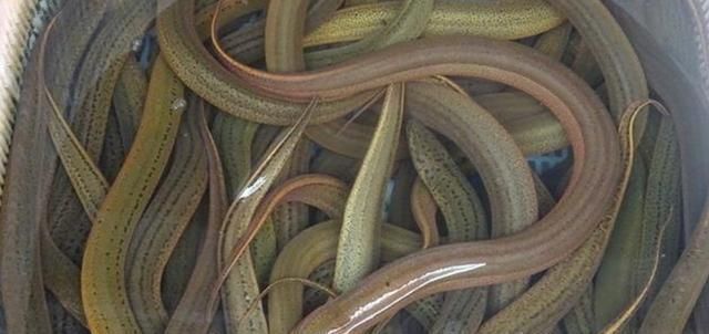 大暑|进入大暑,别忘给家人吃“三宝”,全家轻松顺利过夏天