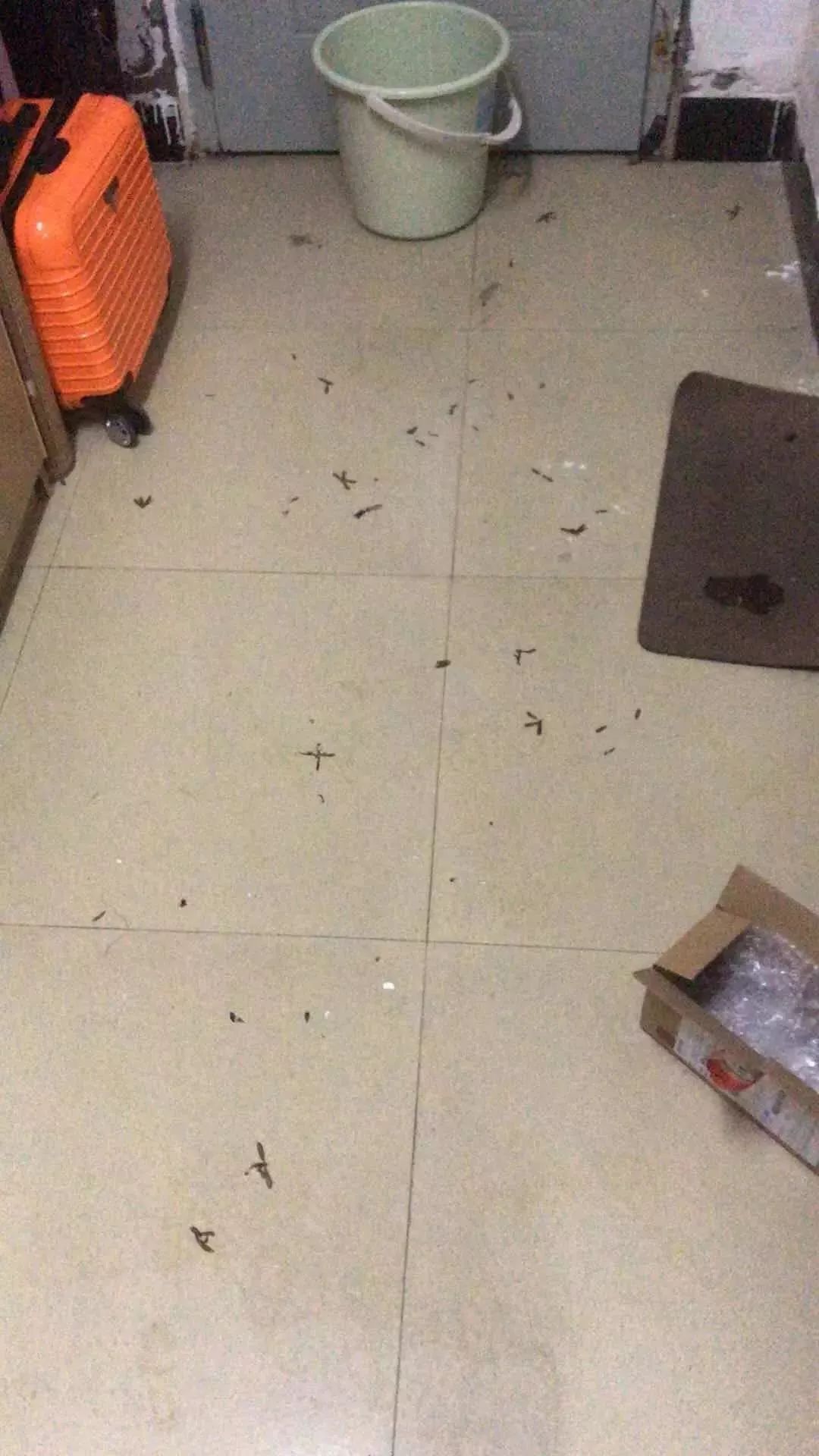  暴雨|头皮发麻！暴雨过后，多处出现小飞虫！