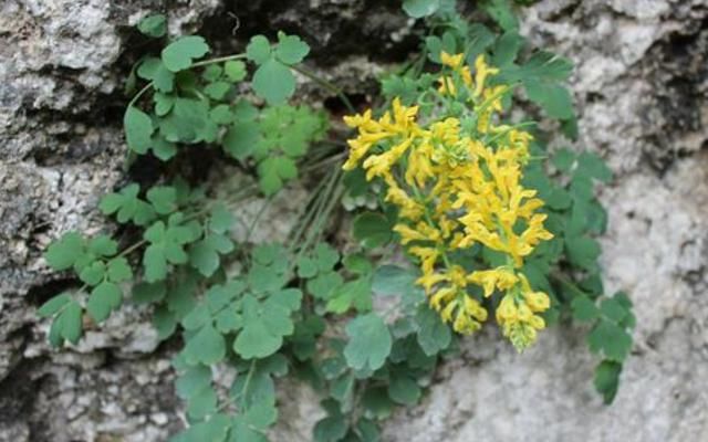 种野生植物|生在高处被观赏，却不知价值500元一斤，但野生较少，别错过