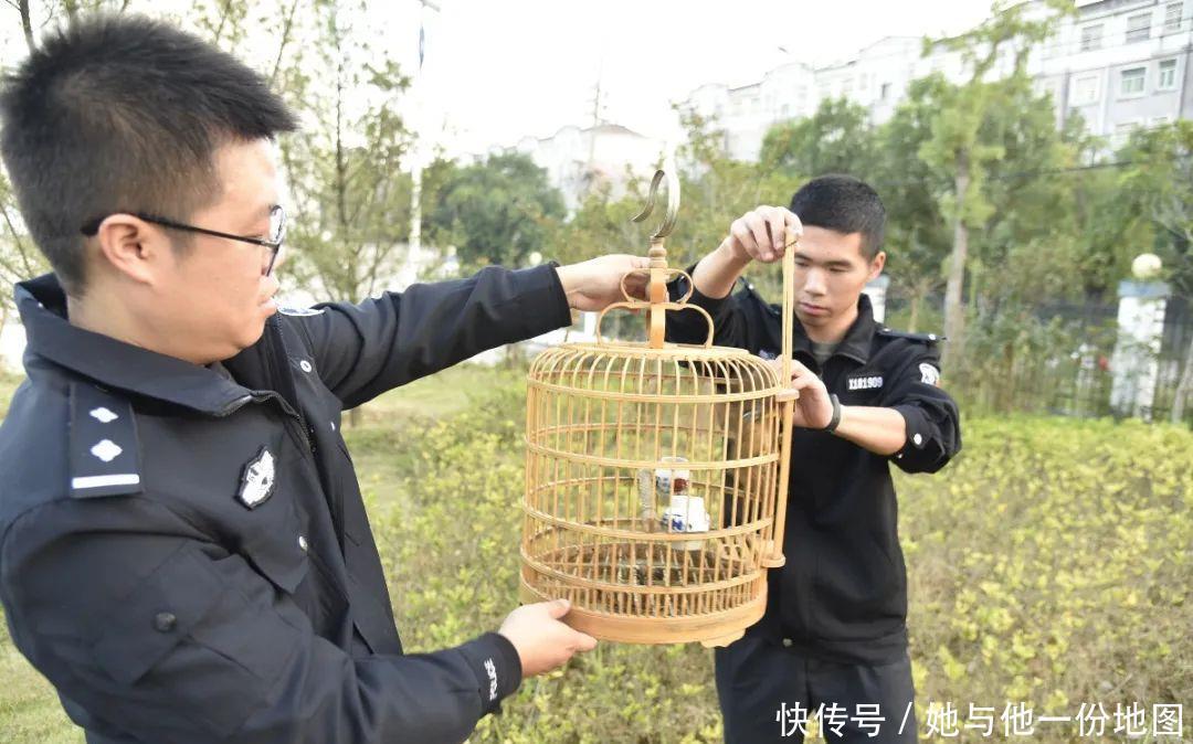 捕捉|两外地男子在南城捕捉12只画眉鸟被抓！