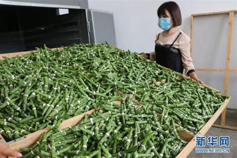 村民在道虎沟乡上泉|河北平泉：宠物饲料微工厂助脱贫