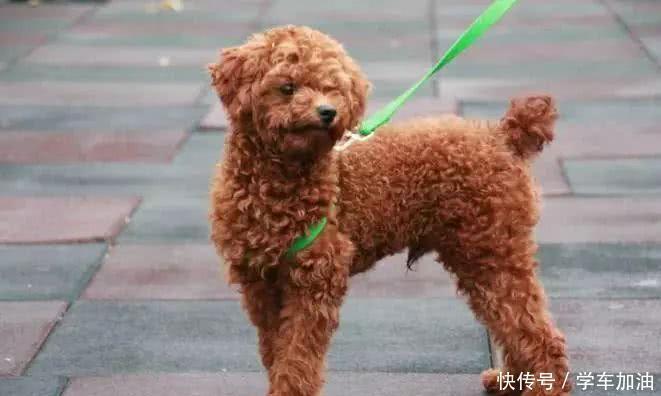  主人|泰迪没扑没咬老人自己摔倒，主人竟要赔20多万引热议