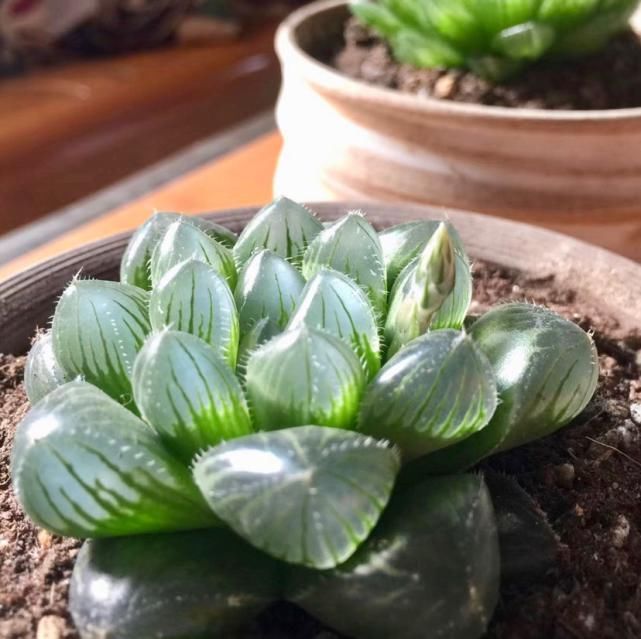  水晶|玉露灰扑扑，只要一个塑料瓶，立马变成“水晶玉露”