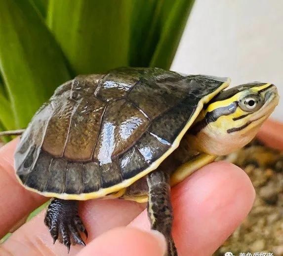  牢笼|你的龟要是越狱挣脱牢笼，该到哪里找呢？