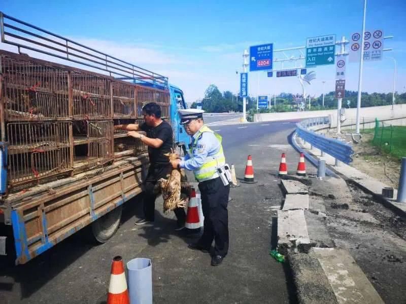  快要|男子违法开货车被查，一车鸭子快要热死了，幸亏……