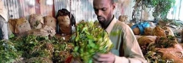 毒品的危害|以“树叶”为食的国家,宁可不吃饭也要“啃树叶”?