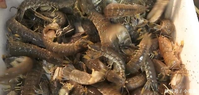 吃法|日本小伙买了5斤皮皮虾,看到他的吃法,估计没几个人能吃得下的