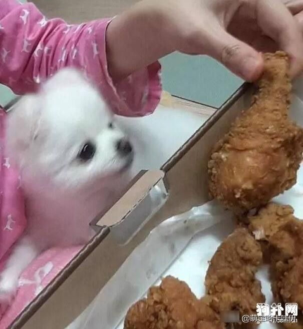 几天|博美犬看着主人吃完一大份炸鸡,深刻体会到了什么叫做生无可恋