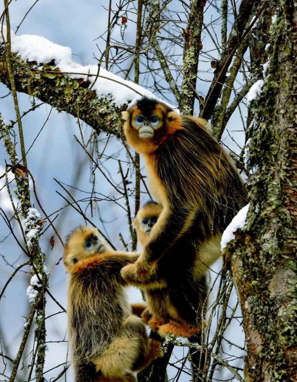  瞒不住|完了！雅安遍地大熊猫的事瞒不住了