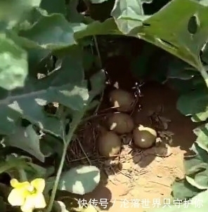西瓜|西瓜地里全是好东西,小伙捡个不停,你们知道是什么吗?