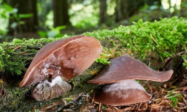  营养物质|热水泡香菇营养会流失？冻豆腐比鲜豆腐更好？健康生活知识多