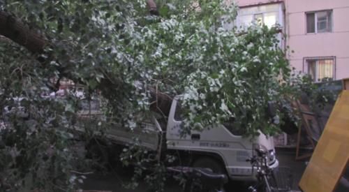  郭平宇|一场疾风暴雨，大树倾倒，树下货车被砸了！