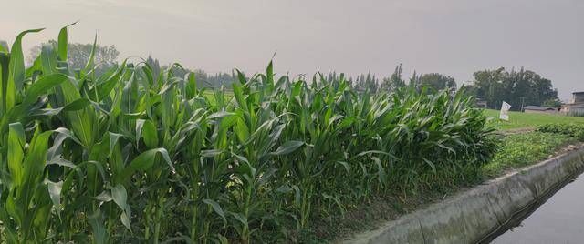  玉米饼|美味的玉米饼，新鲜的玉米糖浆烘焙，非常美味