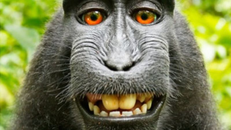 发现|大马男一觉醒来手机不翼而飞，次日在丛林寻得，里面全是猴子自拍