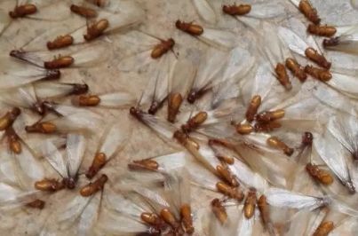  暴雨|头皮发麻！暴雨过后，多处出现小飞虫！