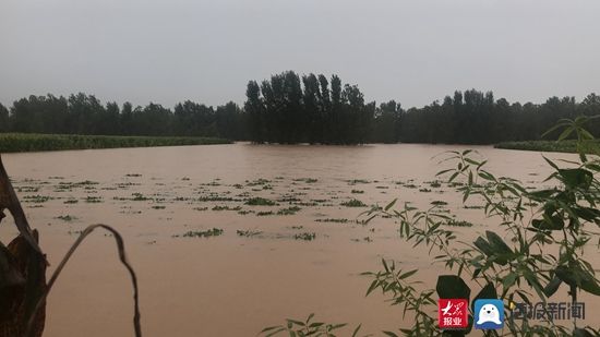  现场|大众网·海报新闻记者赶赴汛情现场！部分农田被雨水淹没！