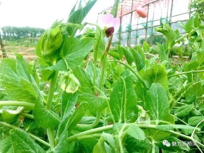  诗意|你与李子柒的诗意生活，只差一个“慈王农庄”！