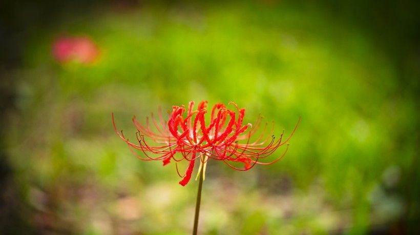 不再|7月下旬,桃花萦绕,真情不再绕路,幸福爱情降临的4大星座
