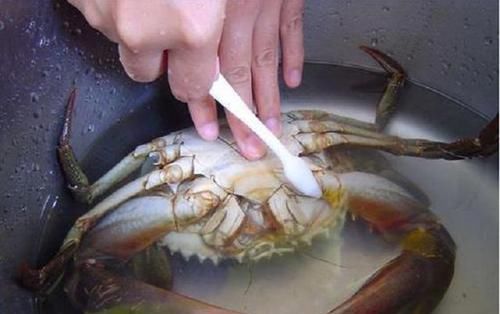  下锅|蒸螃蟹，热水下锅还是冷水下锅好？牢记这三点，螃蟹鲜嫩不掉腿！