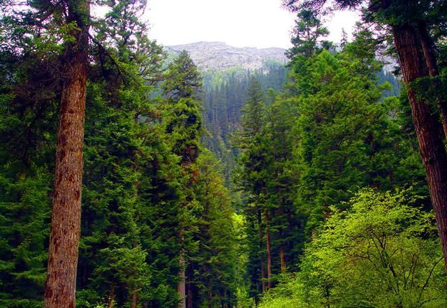  九寨沟|四川旅游：人间仙境九寨沟（图）