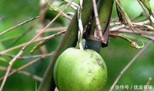 竹子开花结|男子发现自家竹子结果, 摘了一个品尝后,高兴了