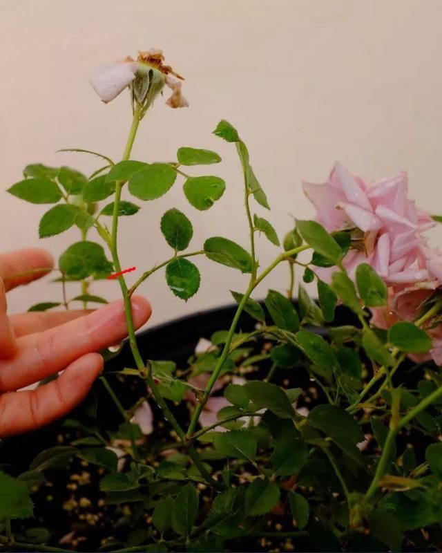  开花植物|养护“花期”的植物，有3件事情不要做，不然花苞嗖嗖落