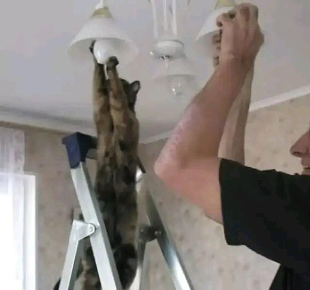 猫咪|猫咪：这年头……我们当猫的太不容易了！