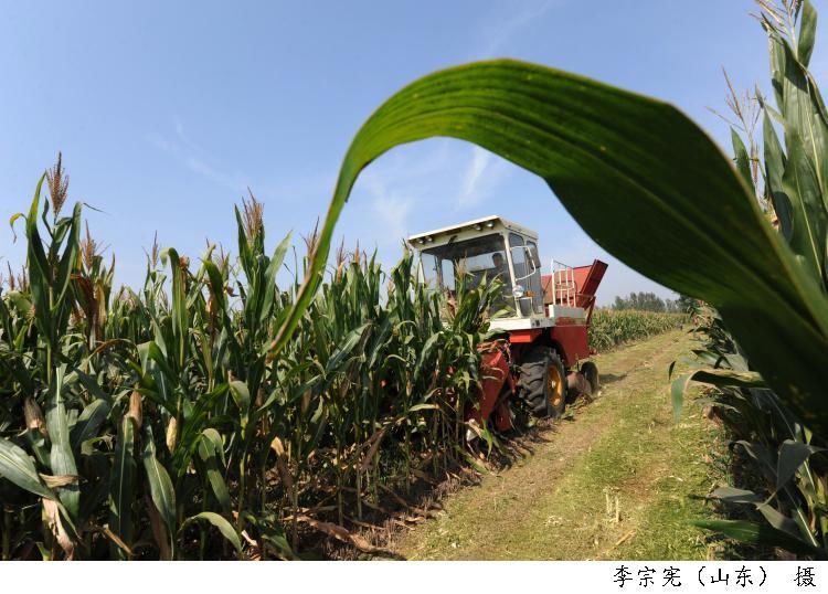  企业|热评 | 整顿“大胃王吃播”，既为了国家，也为了主播