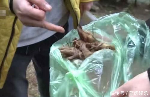 发现|一个月内小区里死了20多条狗,业主在草坪上发现了罪魁祸首