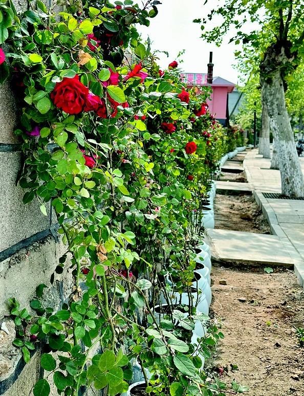 嘉定超美的蔷薇花墙已上线(蔷薇花墙已上线 荒地变身“打卡地”)