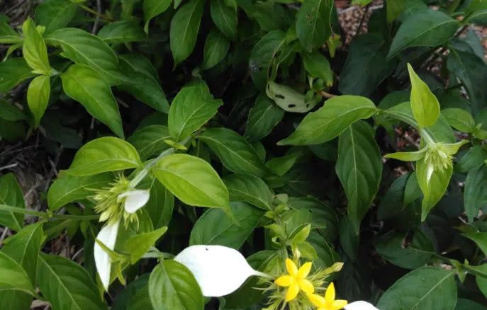  农村地方|农村人管它叫“白纸扇”，常于山林见，根茎有极高价值可用入药！