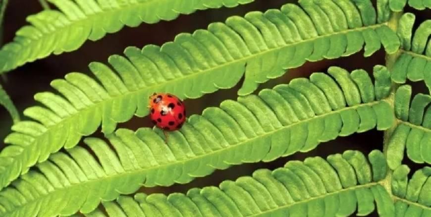  虫子|重要: 被咬一口致命, 这虫子随处可见, 干农活千万要注意