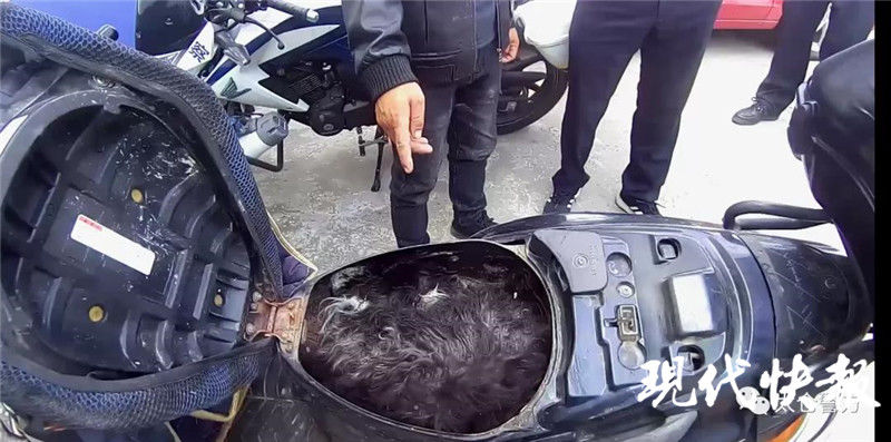 路上|路上捡到的一支飞镖，牵出毒杀犬只案