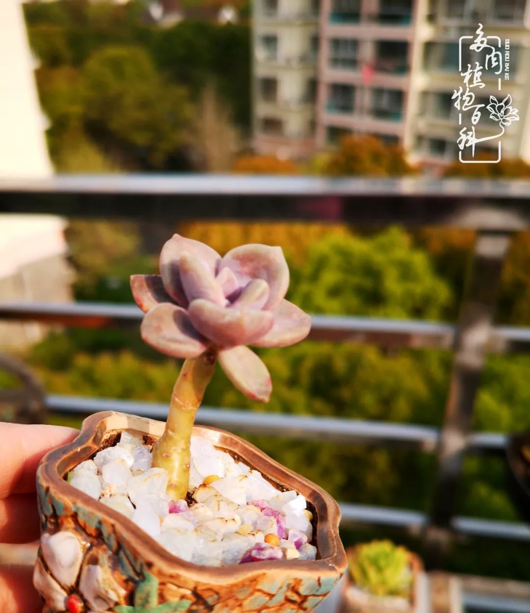  萌化|当粉粉的多肉捧在手心，我体验到了什么叫“萌化了心”