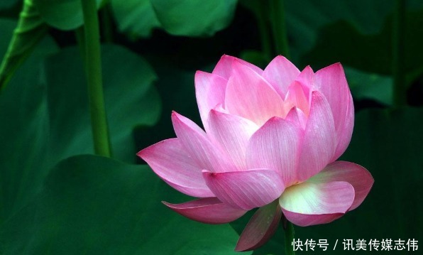 有福禄|2020年,孩子是以下生肖的,命中注定有福禄,财神庇佑!