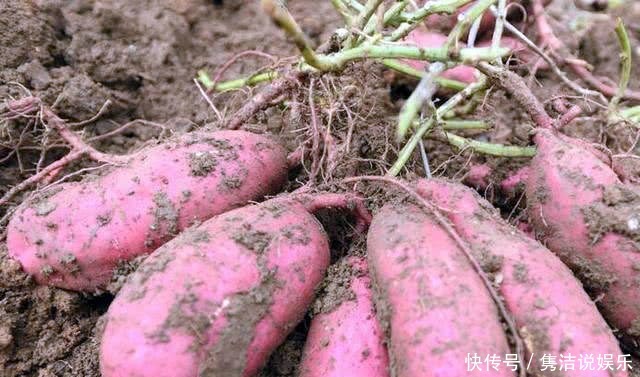 储存红薯|原来保存红薯这么简单,越放越香甜,再也不怕腐烂出芽了!