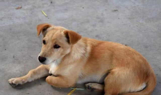  农家乐|狗妈妈护崽咬伤熊孩子，险些被家长打死，狗主道歉又赔钱