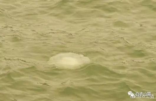  蛰伤|海水浴场里潜藏着危险，你要知道海蜇蛰伤的预防和急救！