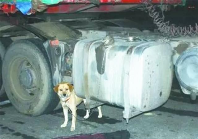  汇报|货车司机喜提新车，却忘了和自己的狗汇报，结果让人流下热泪！