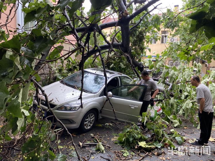  视频|青岛市北区一颗老梧桐被狂风刮倒连砸两辆车 现场视频来了