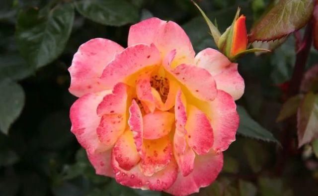 爱情|在8月份期间，桃花运最旺，旧爱转身，和前任重拾爱情的四大生肖