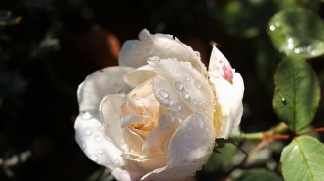 短语|值得品读的人生感悟短语，句句引人深思，值得品读