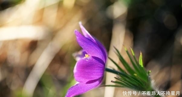 种东西不可|好人有好报,好因有好果!善良做人,心安一生