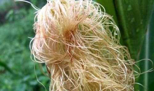 不慌|尿酸高先不慌，每天喝水时加点此物，或助你排出尿酸，远离痛风