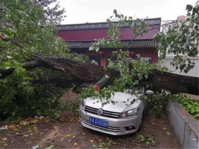 舍得|暴雨过后大树砸坏7辆车，大众车主却笑了：这下怎么舍得换车？